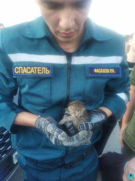 Как вытащить котенка из под капота машины
