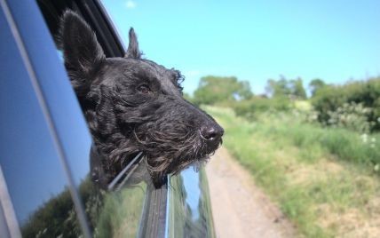 Почему собаки бросаются под колеса автомобилей — причины и способы предотвращения горячих инцидентов на дорогах